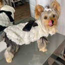 Roupinha Pet Elegancy