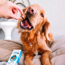 Antipulgas e Carrapatos Bravecto 20 a 40 kg Cães 1000mg 1 comprimido