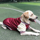 Jaqueta Pet Bomber