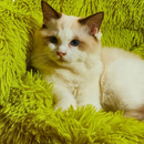 Puff Divertido Pet Gift
