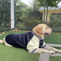 Jaqueta Pet Bomber